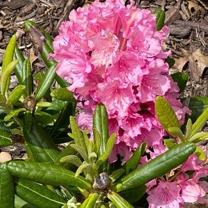 Meet your Posher, Sadie